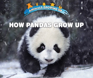 How Pandas Grow Up by Lisa Idzikowski, 9780766096554