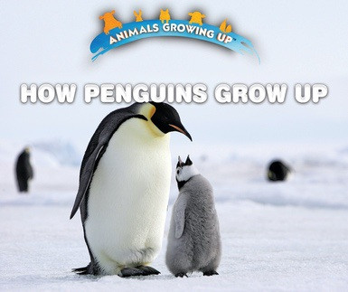 How Penguins Grow Up by Lisa Idzikowski, 9780766096592
