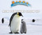 How Penguins Grow Up by Lisa Idzikowski, 9780766096592