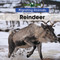 Reindeer - 9781502637130 by Arthur Best, 9781502637130