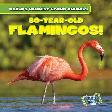 80-Year-Old Flamingos! by Joni Kelly, 9781538216781