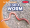 I See a Worm - 9781538231845 by Agatha Gregson, 9781538231845