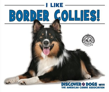 I Like Border Collies! by Linda Bozzo, 9781978501898