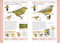 Birds of Eastern Canada by DK, 9780744070712