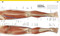The Complete Human Body (The Definitive Visual Guide) by Dr. Alice Roberts, 9780744073676