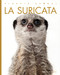 La suricata by Valerie Bodden, 9781682772508