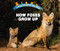 How Foxes Grow Up - 9781978512290 by Linda Bozzo, 9781978512290