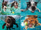 Underwater Dogs: Ruff Water 1000-Piece Puzzle by Seth Casteel, 9781682349205
