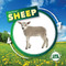Life Cycle of a Sheep by Kirsty Holmes, 9781534539983
