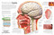 Eyewitness Human Body - 9780744079913 by DK