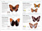 Butterflies and Moths by David Carter, 9780744077292