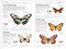 Butterflies and Moths by David Carter, 9780744077292