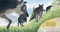 Full Moon Pups by Liz Garton Scanlon, Chuck Groenink, 9780525514558