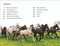 DK Super Readers Level 4 Horse Heroes - 9780744073317 by DK