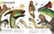 Our World in Pictures The Dinosaur Book by DK, 9780744081473