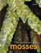 The Hidden World of Mosses by Neil Bell, 9781910877456