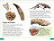 DK Super Readers Level 3 Fossils by DK, 9780744075151