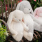 Sweet Nibble Bunny Cream, BBTB100418