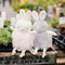 Roly Poly Blossom, BBTB101022