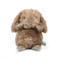 Wee Brownie, BBTB104317