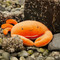 Happy Crab, BBTB104328