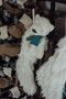 Boris Bearialis, BBTB106005