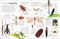 Eyewitness Insect - 9780744081572 by DK