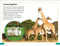 DK Super Readers Level 3 Wild Animal Groups by DK, 9780744075502