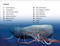 DK Super Readers Level 3 Giant Squid - 9780744075205 by DK