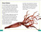 DK Super Readers Level 3 Giant Squid - 9780744075205 by DK