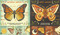 What's Inside a Caterpillar Cocoon? (And Other Questions About Moths & Butterflies) by Rachel Ignotofsky, 9780593176573