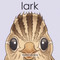 Lark by Martin Bailey, 9780995109322