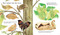 Find Out About Animal Camouflage by Martin Jenkins, Jane McGuinness, 9781536228366