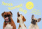 Teach Yourself Dog (A memory game) by Gerrard Gethings, Louise Glazebrook, 9781399608527