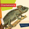 Chameleons - 9781682771525 by Melissa Gish, 9781682771525