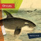 Orcas - 9781682771570 by Melissa Gish, 9781682771570