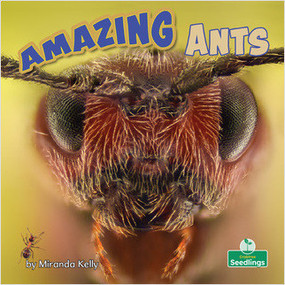 Amazing Ants - 9781039644618 by Miranda Kelly, 9781039644618