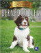 Bernedoodles by Christina Earley, 9781638971993