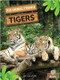 Tigers - 9781039659674 by Amy Culliford, 9781039659674