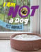 I Am Not a Dog (Pet Animals) by Mari Bolte, 9780756573782