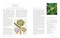 National Geographic Herbal (100 Herbs From the World's Healing Traditions) by Mimi Prunella Hernandez, 9781426222399