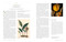 National Geographic Herbal (100 Herbs From the World's Healing Traditions) by Mimi Prunella Hernandez, 9781426222399