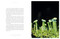 Entangled Life: The Illustrated Edition (How Fungi Make Our Worlds) by Merlin Sheldrake, 9780593729984