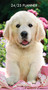 Puppy Love 2024 3.5" x 6.5" 2-Year Pocket Planner by Willow Creek Press, 9781549238550