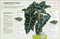 How Not to Kill Your Houseplant New Edition (Survival Tips for the Horticulturally Challenged) by Veronica Peerless, 9780744087888
