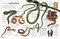 Eyewitness Reptile - 9780744084788 by Colin McCarthy