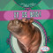 It Is Big! by Beth Gottlieb, 9781538284810