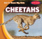 Cheetahs - 9781538285992 by Bray Jacobson