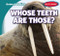 Whose Teeth Are Those? by Mary Griffin, 9781538286494
