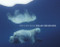 Polar Obsession by Paul Nicklen, 9781426205118